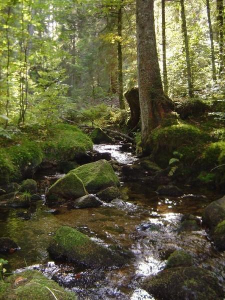 Ferienwohnungen Haus Marlene Kaiser Bernau im Schwarzwald Exterior foto